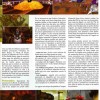 Page du Hors Série Cataclysm de Canard PC / Millenium. Description des gobelins (page 2)