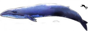 Baleine bleue