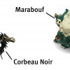 Corbeau Noir et Marabouf (Wakfu)