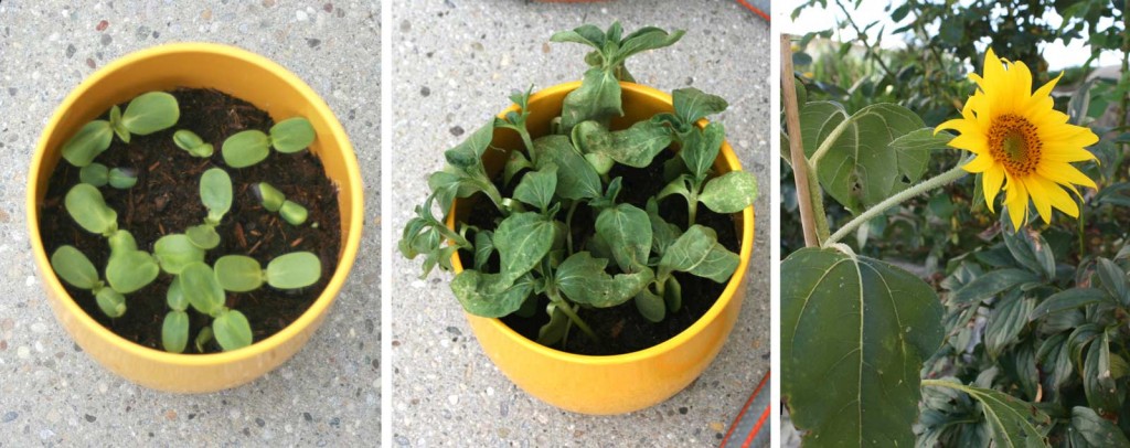 le sachet de graines de Crozoli donne des tournesols