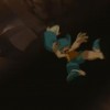 Wakfu_episode_21_18