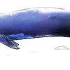 Baleine bleue