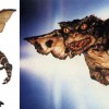 Gremlins monstre