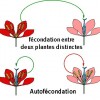 Auto fécondation des plantes