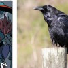 Psycorax vient du Corvus Corax