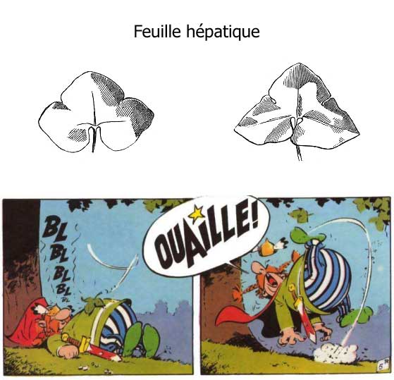 la feuille hépatique